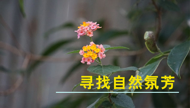 自然氛芳